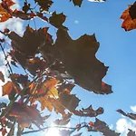 La Roche Cozy Forest Escape