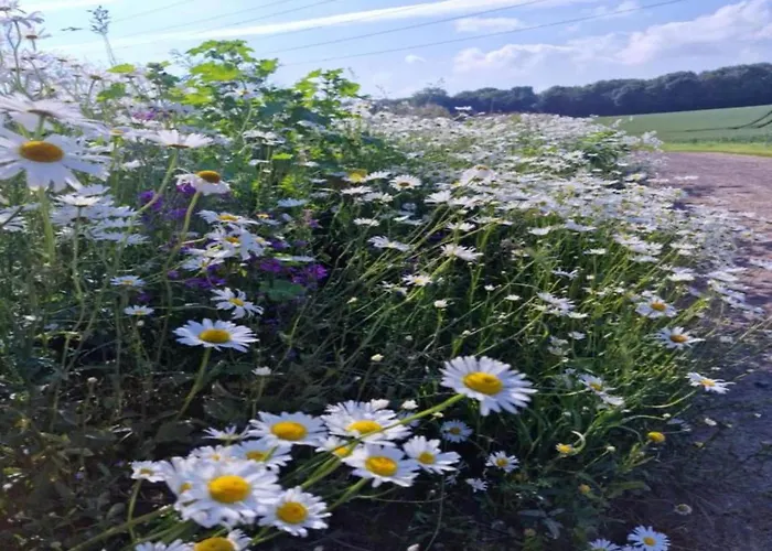 La Roche Cozy Forest Escape * Marcouray