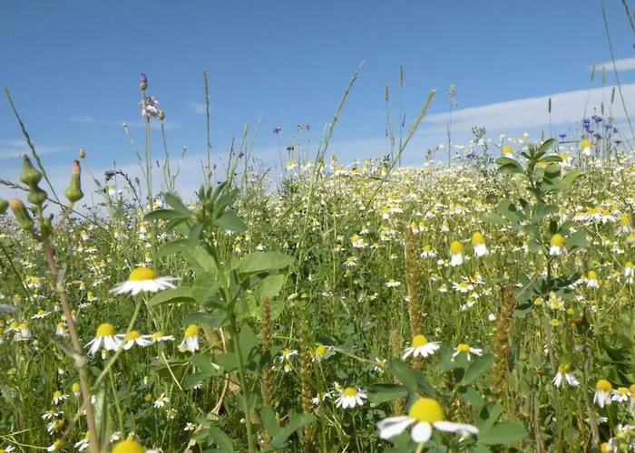 La Roche Cozy Forest Escape